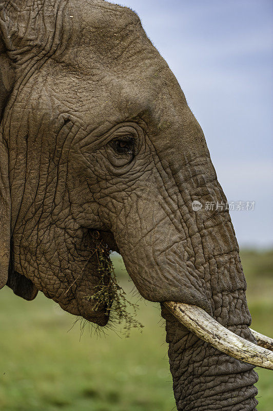 非洲丛林象(Loxodonta africana)，也被称为非洲草原象。肯尼亚马赛马拉国家保护区。头部特写。